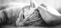 Tiertrauerfeier | Katze liegt am Boden gekrault von der Besitzerin