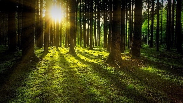 Trauerredner | Wald mit Sonnenstrahlen durch die Bäume