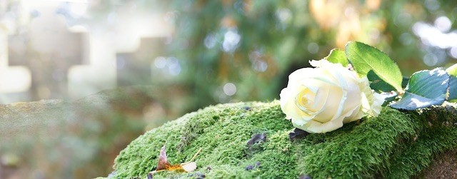 Trauerredner | weiße Blume an Grabstätte