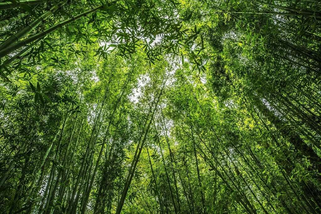 Nachhaltige Bestattung 05 Bambus Wald gruen 1