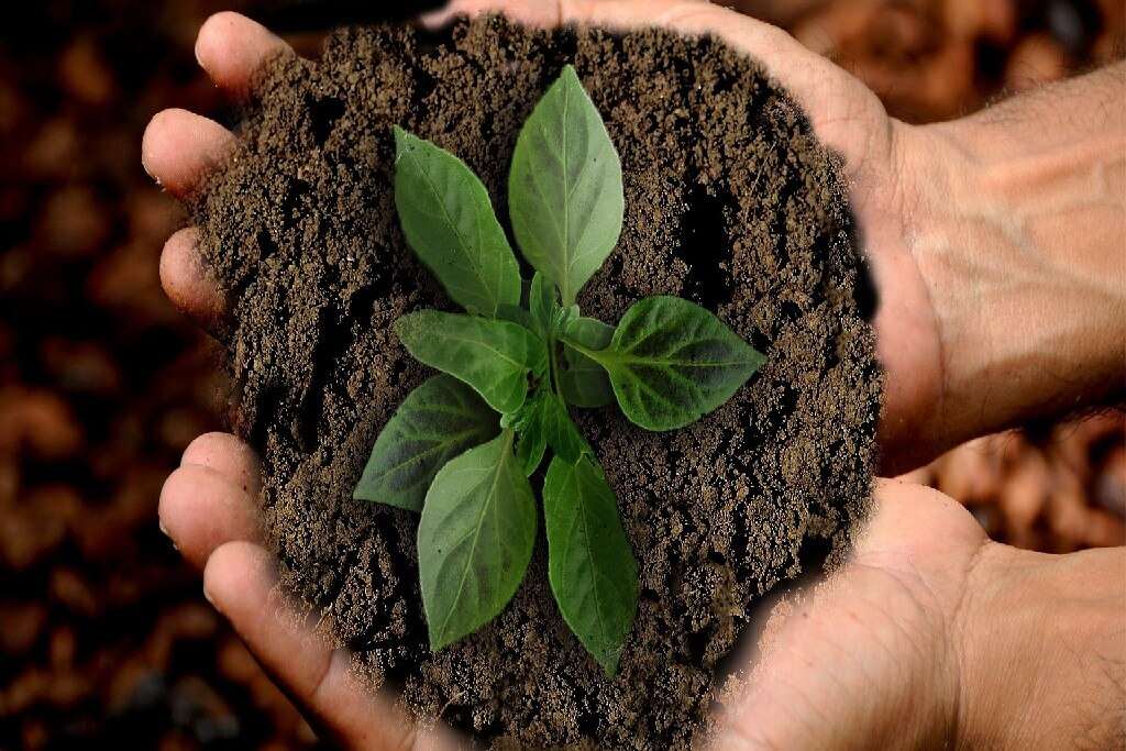 Nachhaltige Bestattung 06 Pflanze Erde Hand 1