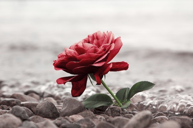 Freie Trauerredner Münster / Freie Trauerfeier Münster 4 Rote Blume