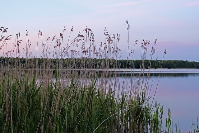 Blick auf einen See mit Schilf 