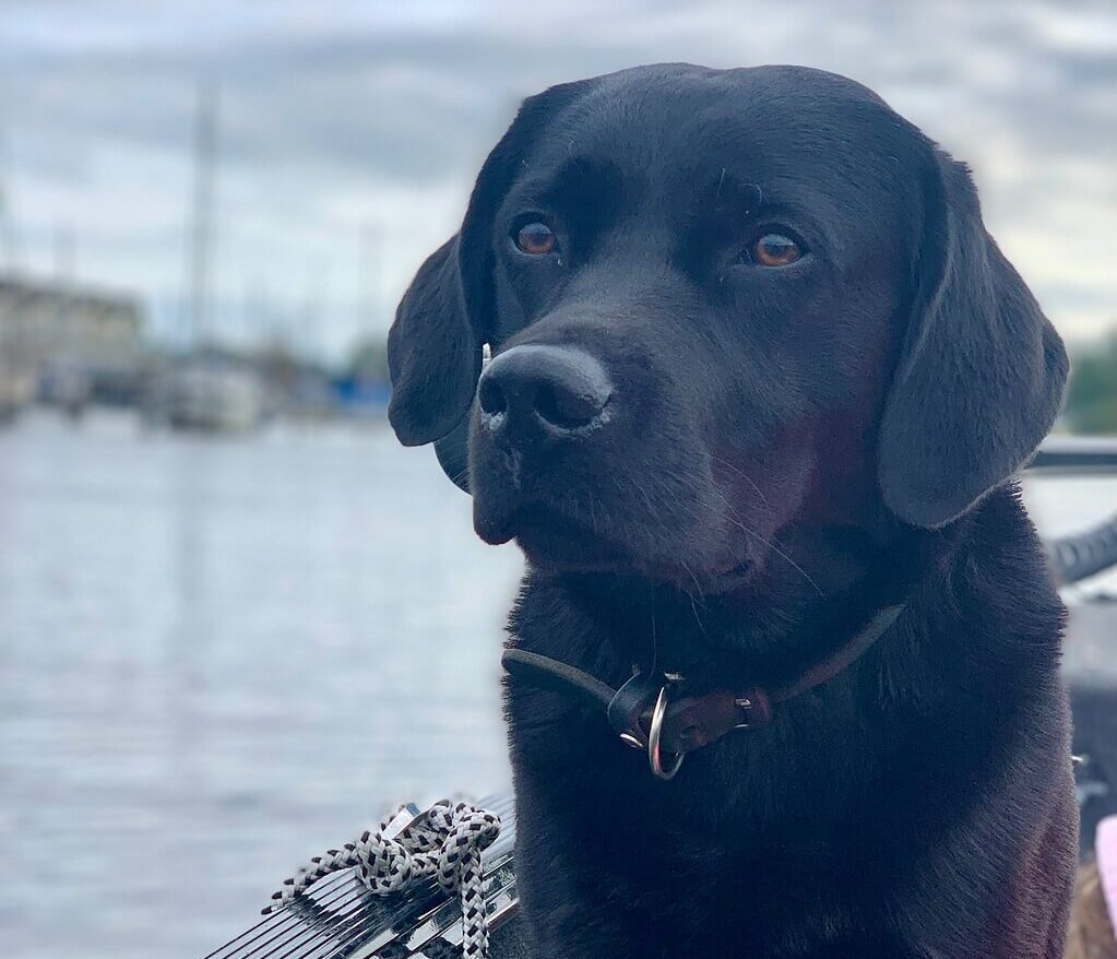 Hund auf Boot schaut in die Ferne