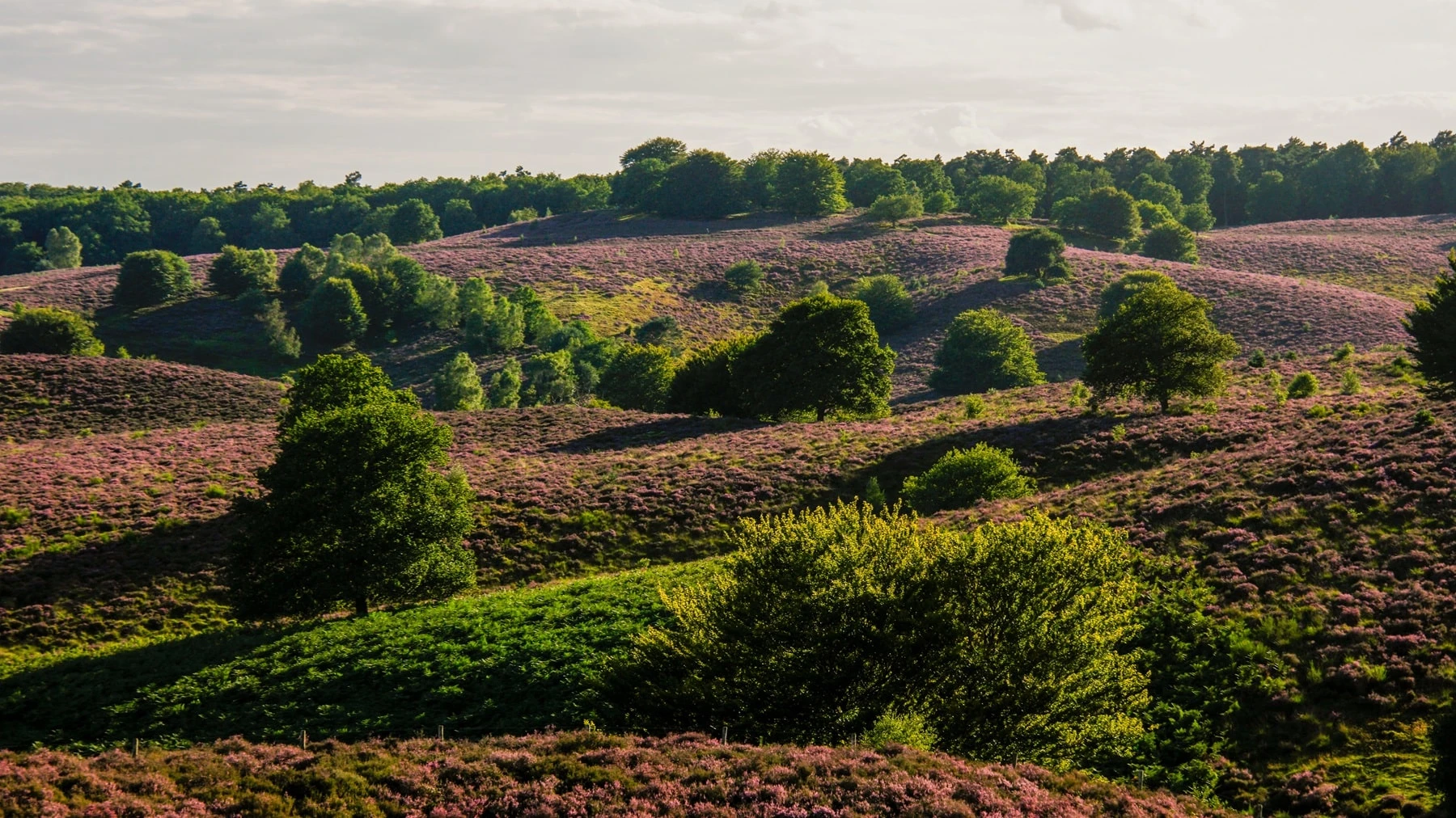 Trauerrednerin Recklinghausen - Blick auf Landschaft mit Bäumen und Wiesen
