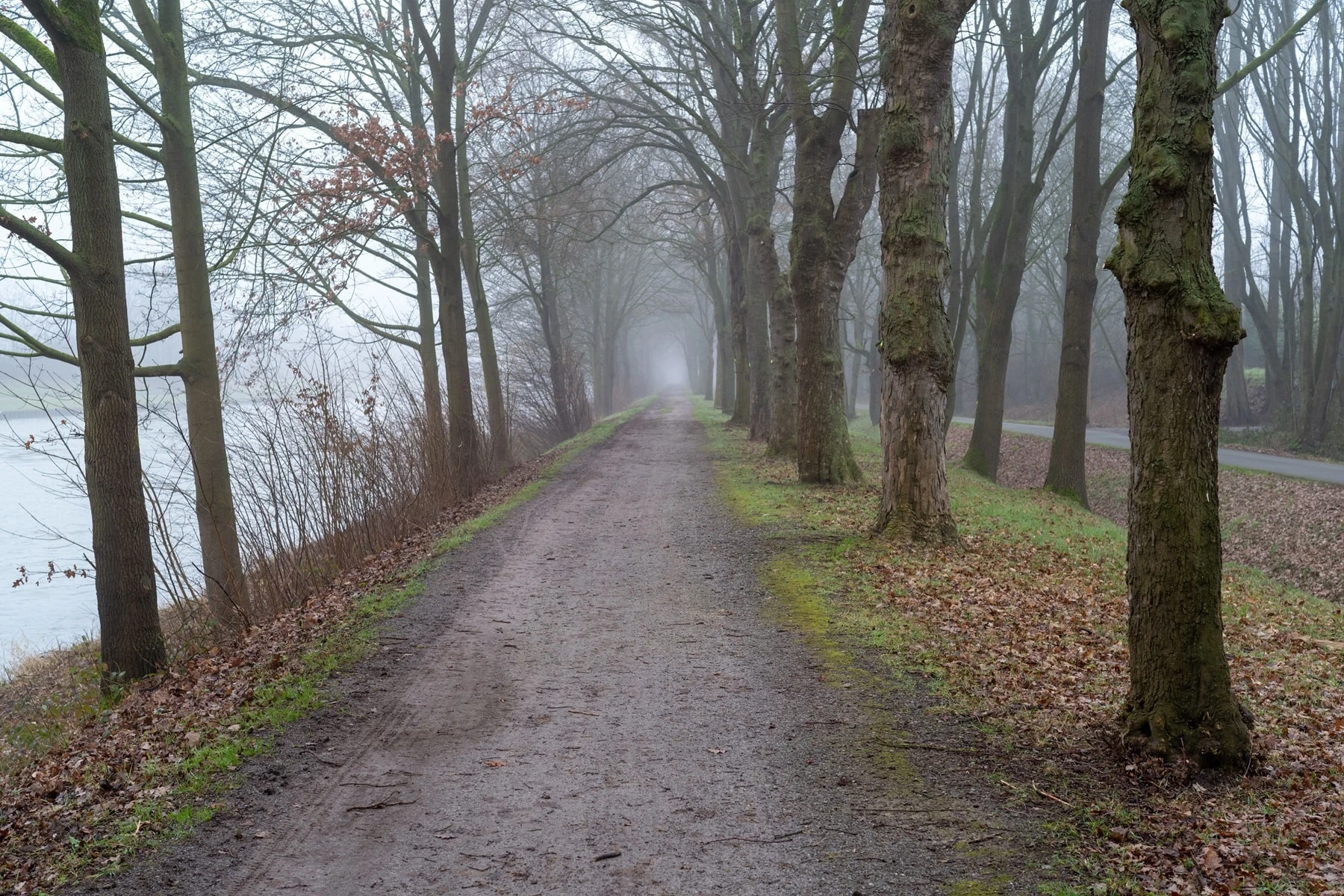 Trauerrednerin / Trauerredner Bergisch Gladbach finden 2 Trauerrednerin Bergisch Gladbach - Weg am Wald mit Nebel
