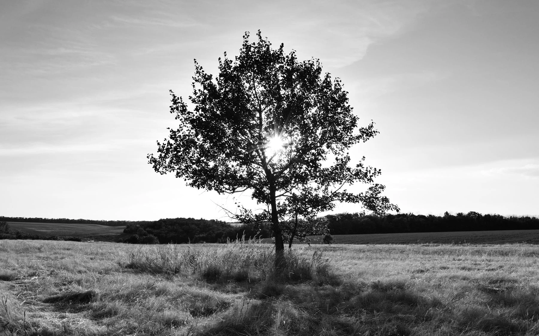Trauerredner Siegen / Trauerrednerin Siegen hier finden 2 Trauerrednerin Siegen - ein einzelner Baum in Schwarz-Weiß