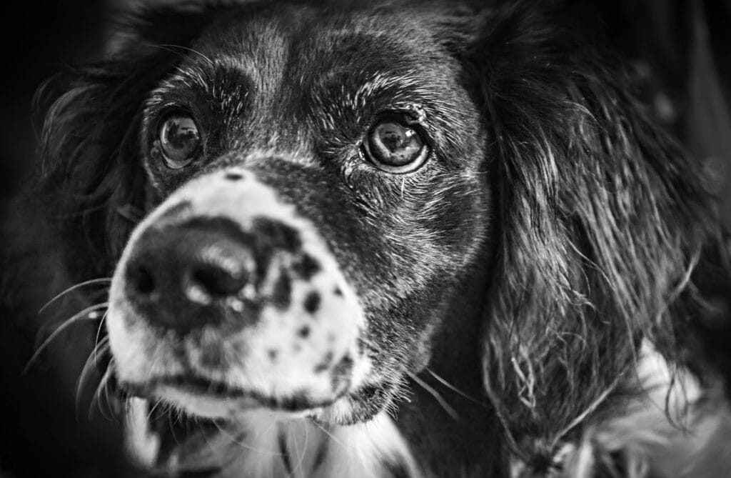 Tiertrauerfeier Bielefeld - Spaniel in Schwarz-Weiß