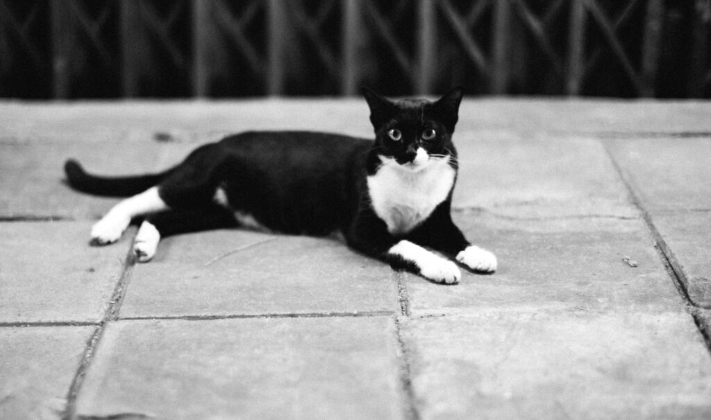 Tiertrauerfeier Bochum - Katze in Schwarz-Weiß